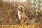 sitting Nova-Scotia-Duck-Tolling-Retriever-Cross