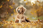 lying Nova-Scotia-Duck-Tolling-Retriever-Cross