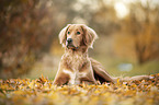 lying Nova-Scotia-Duck-Tolling-Retriever-Cross
