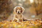 lying Nova-Scotia-Duck-Tolling-Retriever-Cross
