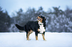 Bernese-Mountain-Dog-Mongrel