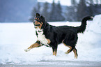 walking Bernese-Mountain-Dog-Mongrel