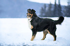 Bernese-Mountain-Dog-Mongrel