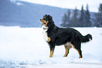 Bernese-Mountain-Dog-Mongrel