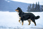 walking Bernese-Mountain-Dog-Mongrel