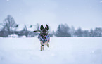 running Husky-Mongrel
