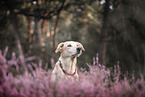 mongrel portrait