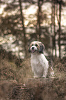 sitting Maltese-Mongrel