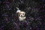 sitting Maltese-Mongrel