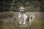 sitting Maltese-Mongrel