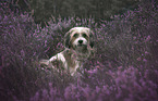 sitting Maltese-Mongrel