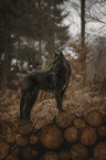 Shepherd-Mongrel