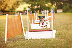 dog at flyball