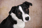 Border-Collie-Mongrel Portrait