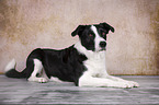 lying Border-Collie-Mongrel