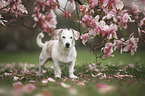 Jack-Russell-Terrier-Mongrel