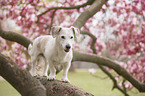 Jack-Russell-Terrier-Mongrel