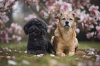 2 dogs