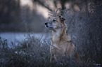 mongrel portrait