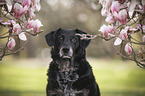 mongrel portrait