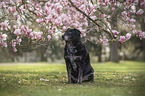 sitting mongrel