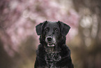 mongrel portrait