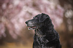 mongrel portrait
