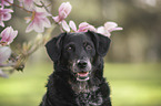 mongrel portrait