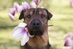 Shar-Pei-Mongrel Portrait
