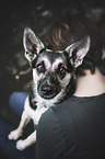 Terrier-Mongrel