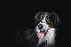 Border-Collie-mongrel