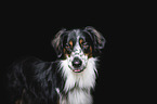 Border-Collie-mongrel
