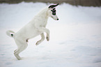 running Husky-Mongrel