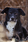 mongrel portrait