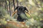 mongrel puppy
