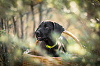 mongrel puppy