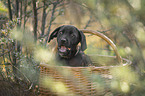 mongrel puppy