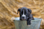 German-Boxer-Mongrel Puppy