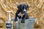 German-Boxer-Mongrel Puppy