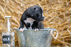 German-Boxer-Mongrel Puppy