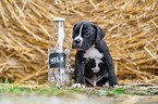 German-Boxer-Mongrel Puppy