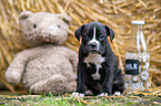 German-Boxer-Mongrel Puppy
