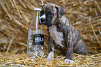 German-Boxer-Mongrel Puppy