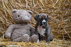 German-Boxer-Mongrel Puppy