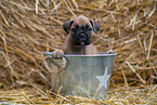 German-Boxer-Mongrel Puppy