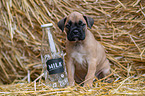 German-Boxer-Mongrel Puppy