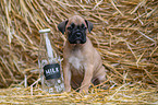 German-Boxer-Mongrel Puppy