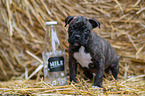 German-Boxer-Mongrel Puppy
