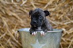 German-Boxer-Mongrel Puppy