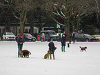dogs and humans